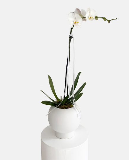 White phalaenopsis orchid plants potted in a white fish bowl ceramic planter, same day indoor plant delivery Gold Coas