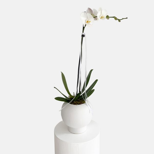 White phalaenopsis orchid plants potted in a white fish bowl ceramic planter, same day indoor plant delivery Gold Coas