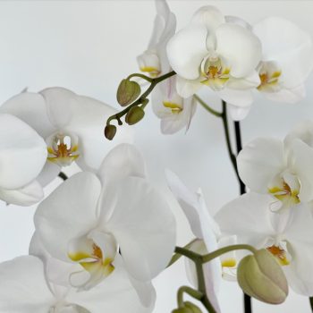 White-phalaenopsis-orchids-all-about-phalaenopsis-orchid-plants-and-their-care-gold-coast