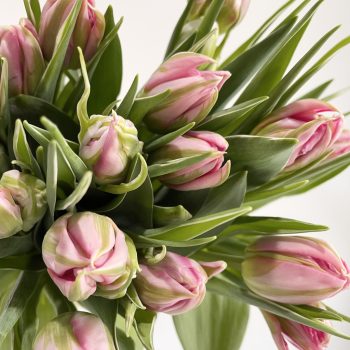Flower-language-pink-double-tulips-gold-coast