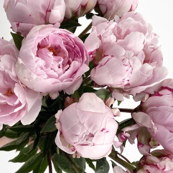 Language-of-flowers-pink-peonies-gold-coast