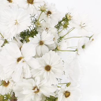 The-language-of-flowers-white-cosmo-flower-gold-coast