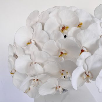 white-phalaenopsis-orchid-stem-gold-coast-florist