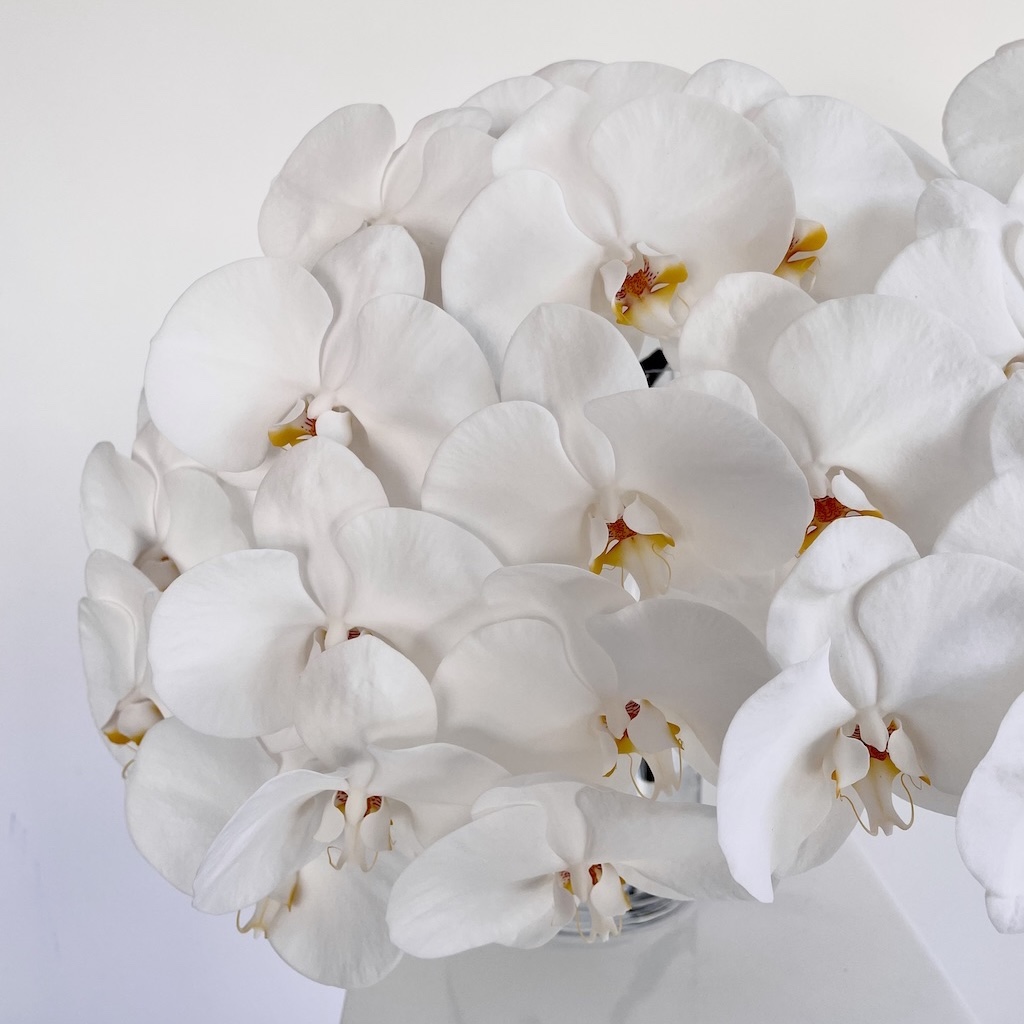 white-phalaenopsis-orchid-stem-gold-coast-florist