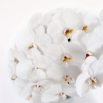 White Phalaenopsis Orchid Flower Stem Care Tips