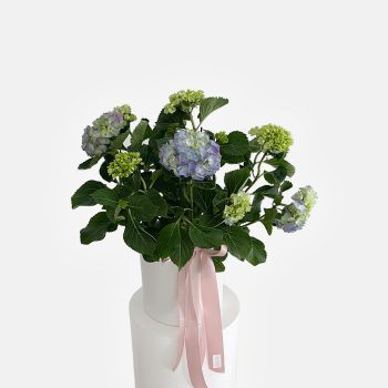 shop-florist-online-plants-blue-hydrangea-plant-in-a-pot-gold-coast