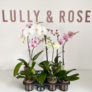 Locally Grown Phalaenopsis Orchid Plants for LULLY & ROSE