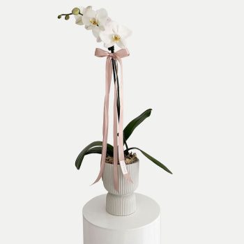 best-Mother's-Day-gift-ideas-white-phalaenopsis-orchids-plant-single-stem-Gold-Coast