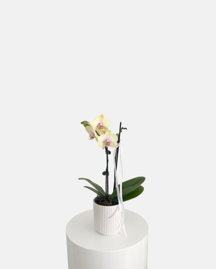 Mini phalaenopsis orchid indoor plant delivery for teachers gifts and corporate gifts Gold Coast