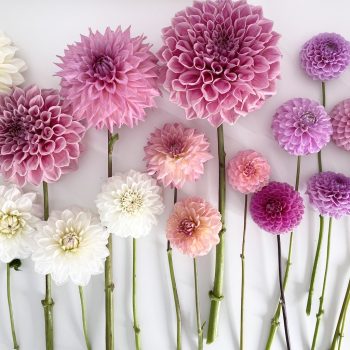 Gifting-dahlias-that-are-locally-grown-here-in-the-gold-coast-florist
