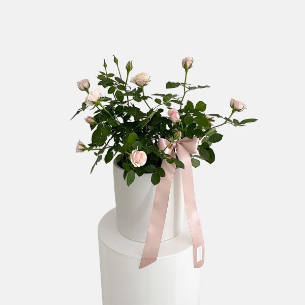 Garden rose plant in soft pink tone potted in a white ceramic planter for same day plant delivery Gold Coast