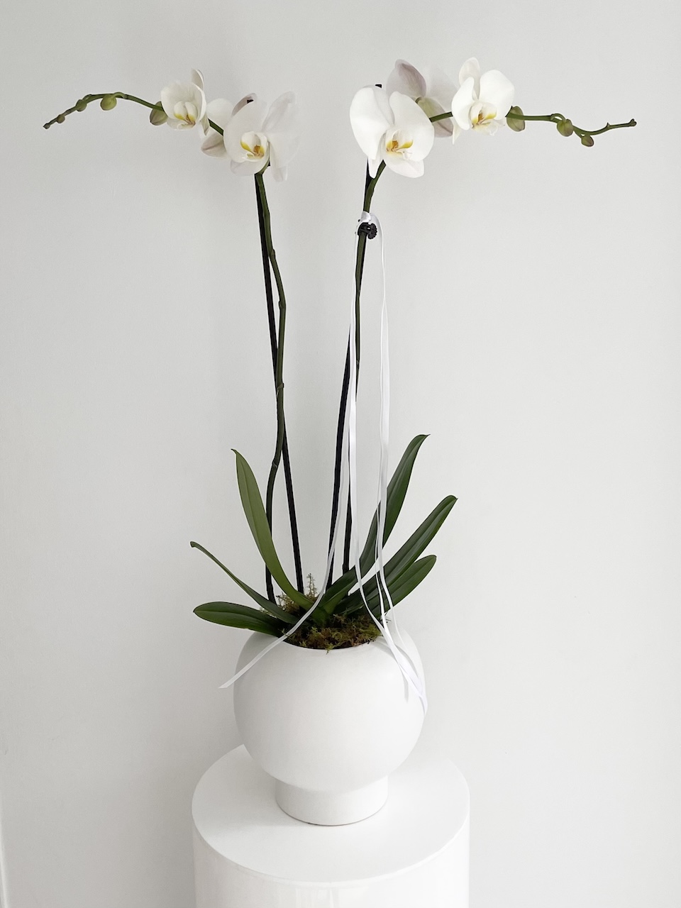 Caring for your orchid phalaenopsis orchid plants blog. Image of a LULLY &amp; ROSE Floral Studio white phalaenopsis orchid plant potted in a white fish bowl ceramic planter.