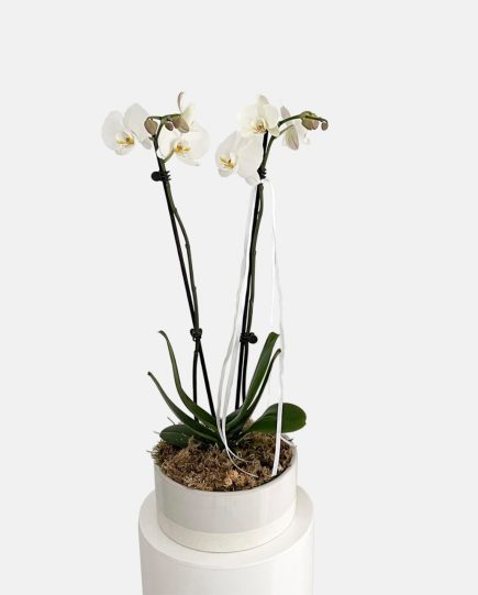 Double stem white phalaenopsis orchid plants potted in a ceramic planter for sale, same day plant delivery Gold Coast