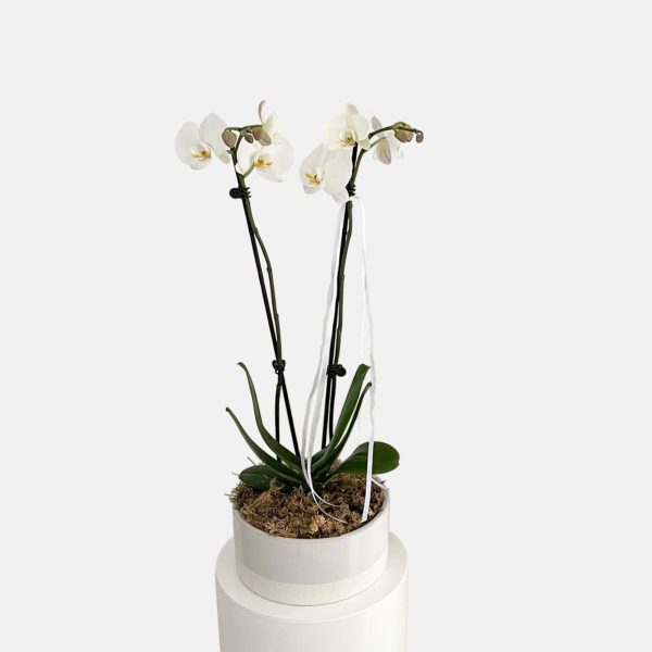 Double stem white phalaenopsis orchid plants potted in a ceramic planter for sale, same day plant delivery Gold Coast