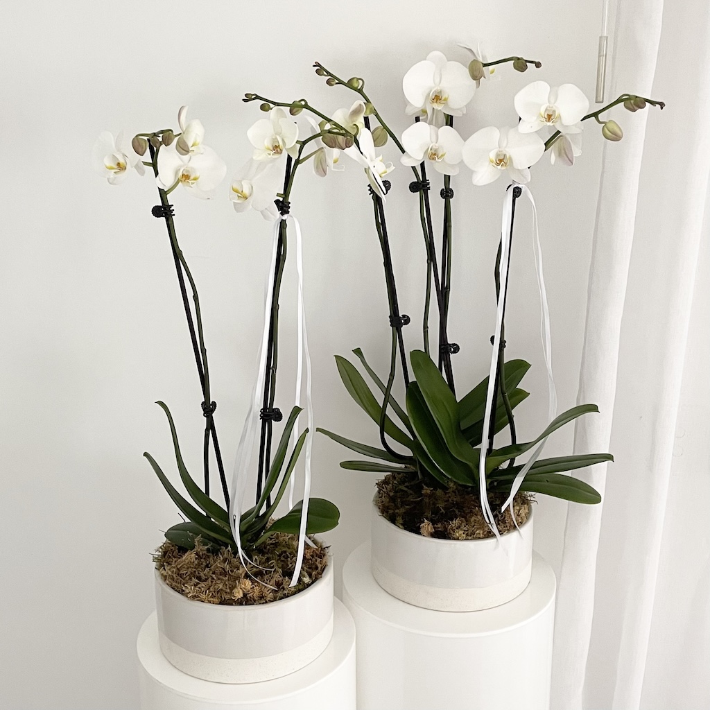 White phalaenopsis orchid plants arranged in a low set ceramic planter for hospital delivery from Gold Coast university hospital florist