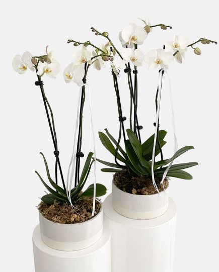 White phalaenopsis orchid plants potted in a ceramic planter for sale, same day plant delivery Gold Coast