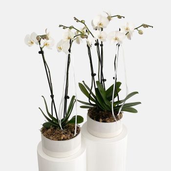 White phalaenopsis orchid plants potted in a neutal low-set ceramic planter, same day indoor house plant delivery Gold Coast