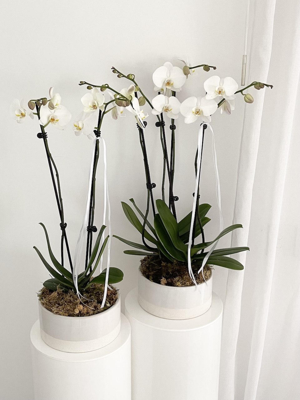 White phalaenopsis orchid gifts arranged in a low set ceramic planter. Why orchids are the perfect gift on the gold Coast