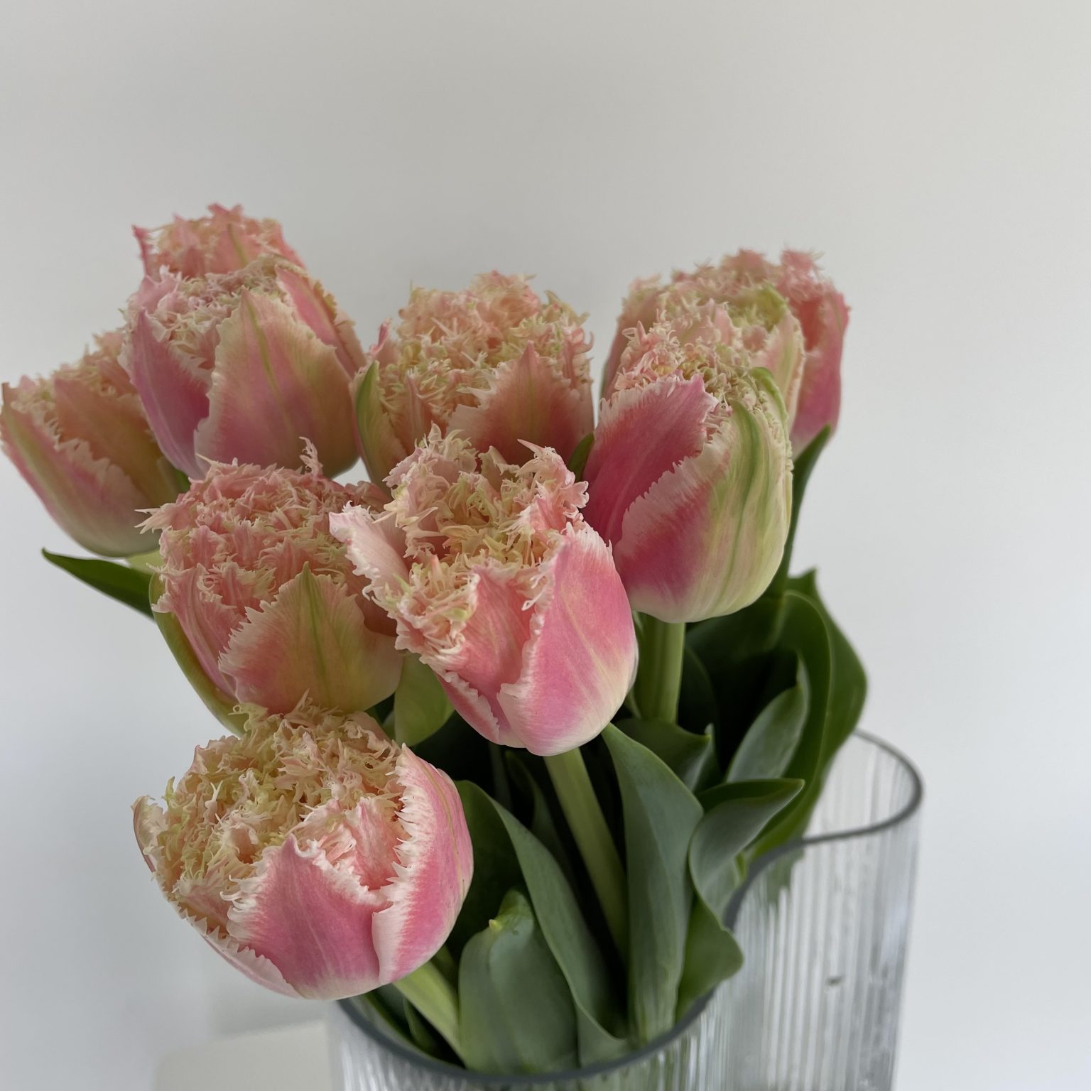 pink-fringed-tulips-in-glass-vase-on-the-gold-coast
